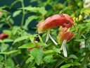 Shrimp Plant
