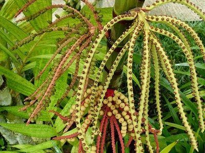 Strings of Seeds
