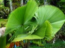 Swirling Skirt Palm