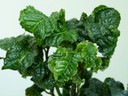 Thorny Leaves