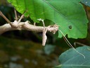 Walking Stick