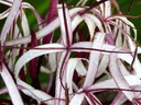 White Flower with Purple Stripes