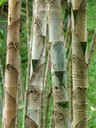 Wrapped Stems