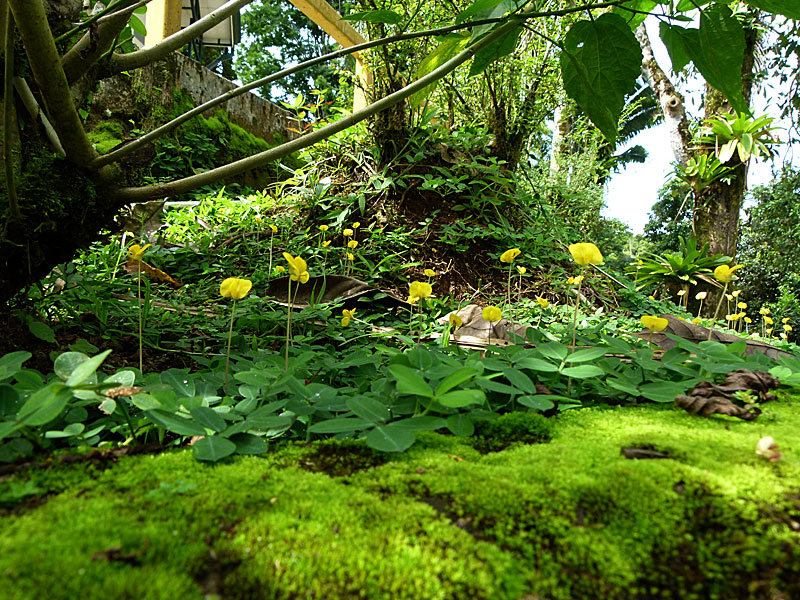 Yellow Carpet Flowers