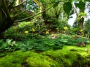 Yellow Carpet Flowers