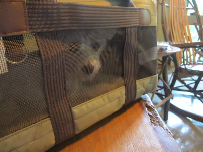 Learning to Travel
