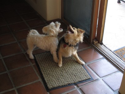 Friendly fighting with Zach
