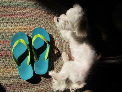Guarding my Feelzgood FlipFlops