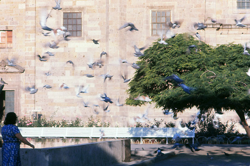 pigeons.jpg