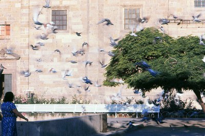 pigeons.jpg
