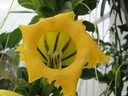 Trumpet Flower