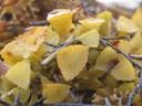 Seaweed