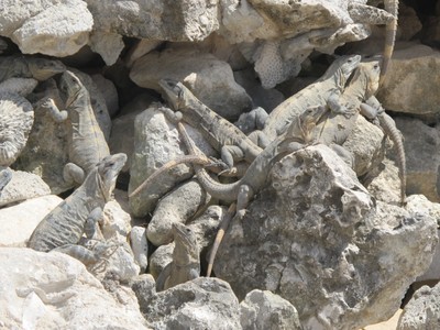 Iguanas at Paamul