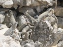 Iguanas at Paamul