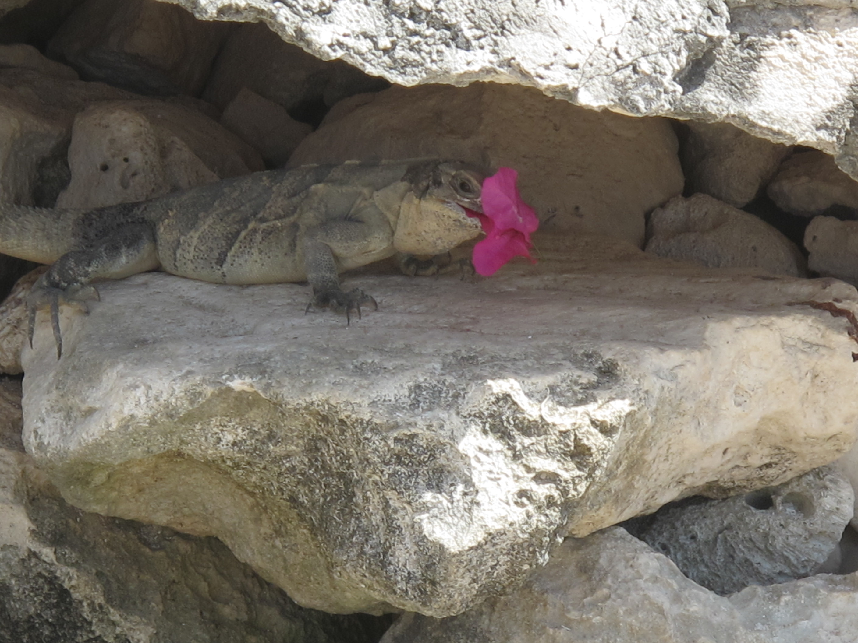 Iguana eating a flower