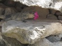 Iguana eating a flower