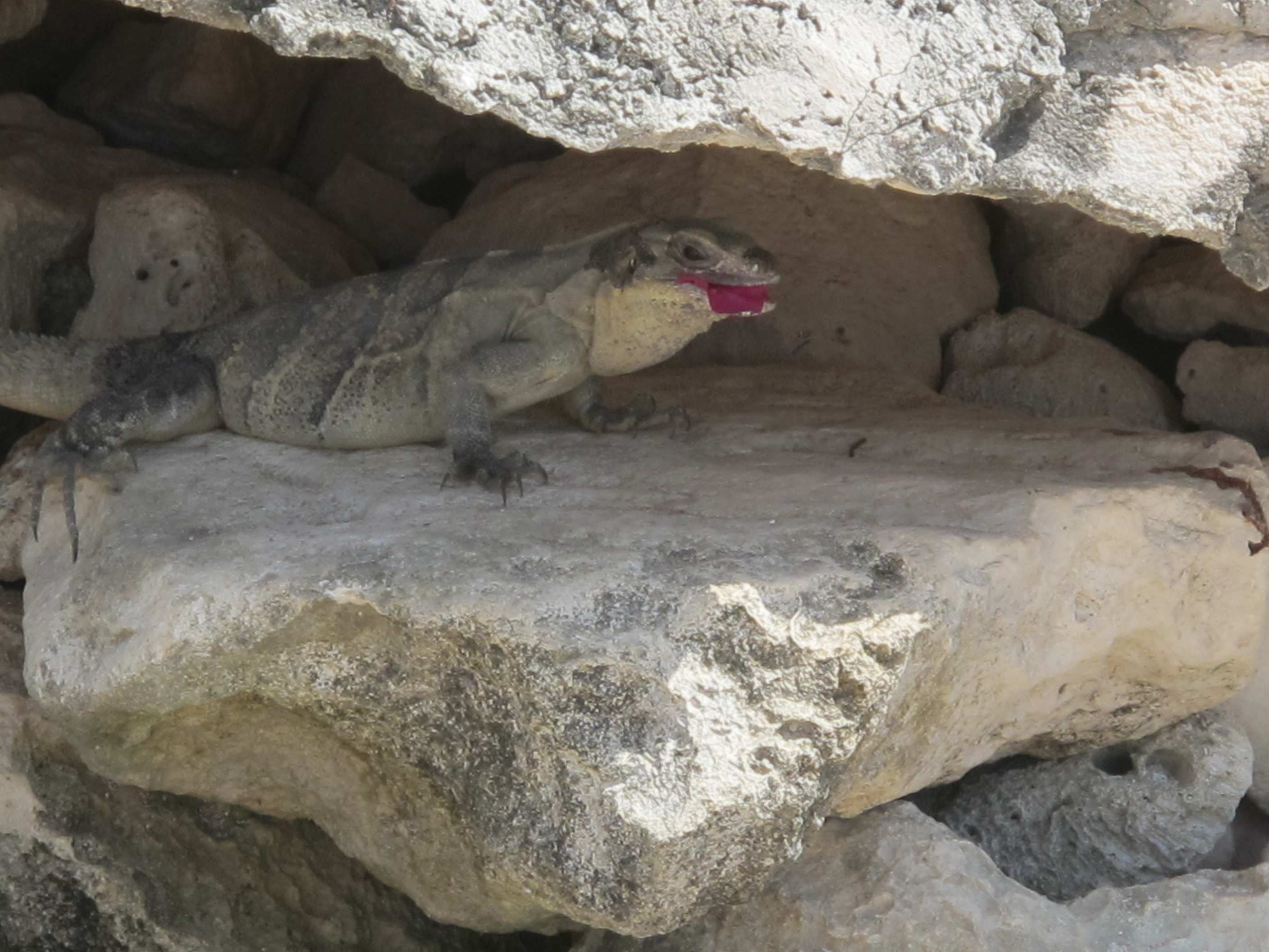 Iguana eating a flower