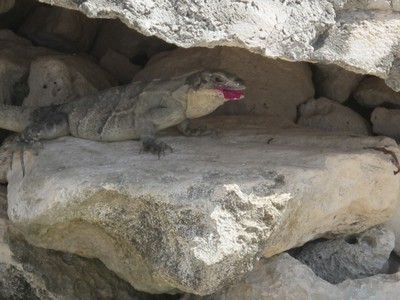 Iguana eating a flower