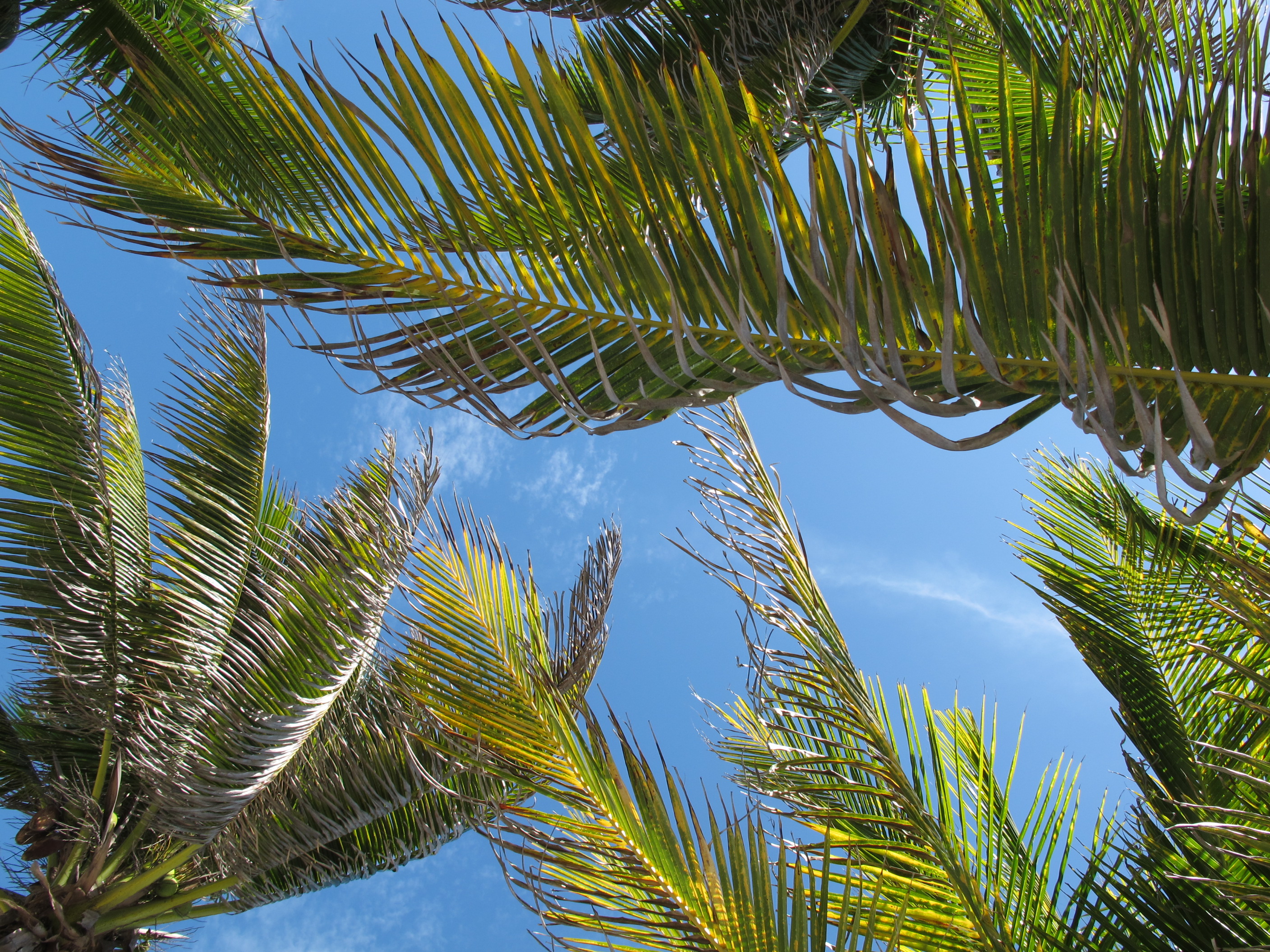 Lying on the beach looking up at Paamul's Palm Trees