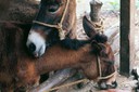 burros.jpg