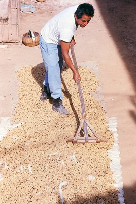 coffeebeans.jpg