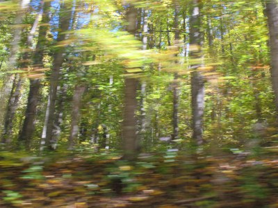 IMG_7072 -Large.jpg