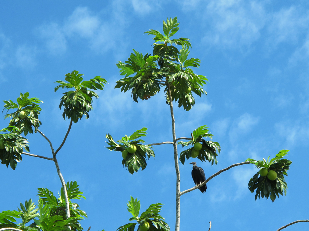 Turkey Vulture in the Breadfruit tree