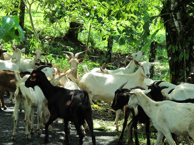 A herd of goats on the way to Boca del Drago