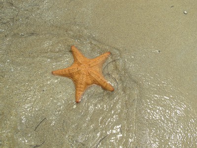 Starfish at Starfish Beach