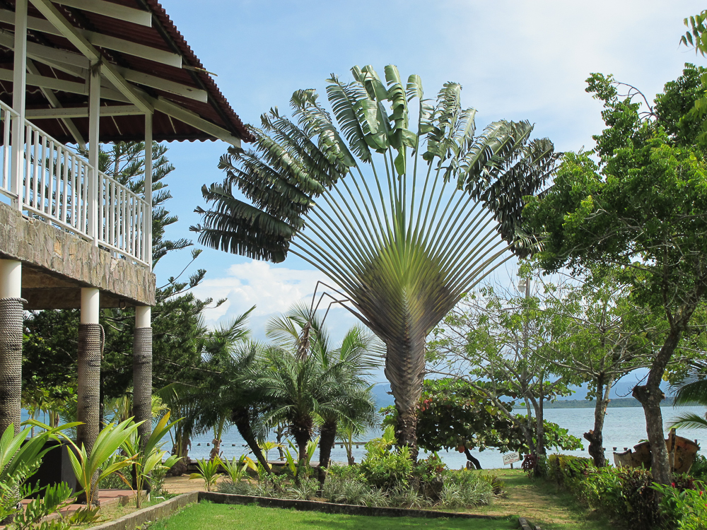 Traveler Palm which is related to the Haliconia family, not the Palm family
