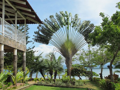 Traveler Palm which is related to the Haliconia family, not the Palm family