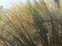 Sea Grasses