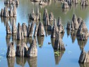 IMG_8522 -Large.jpg