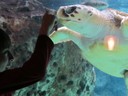 Atlanta Aquarium