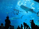 IMG_4117.jpg