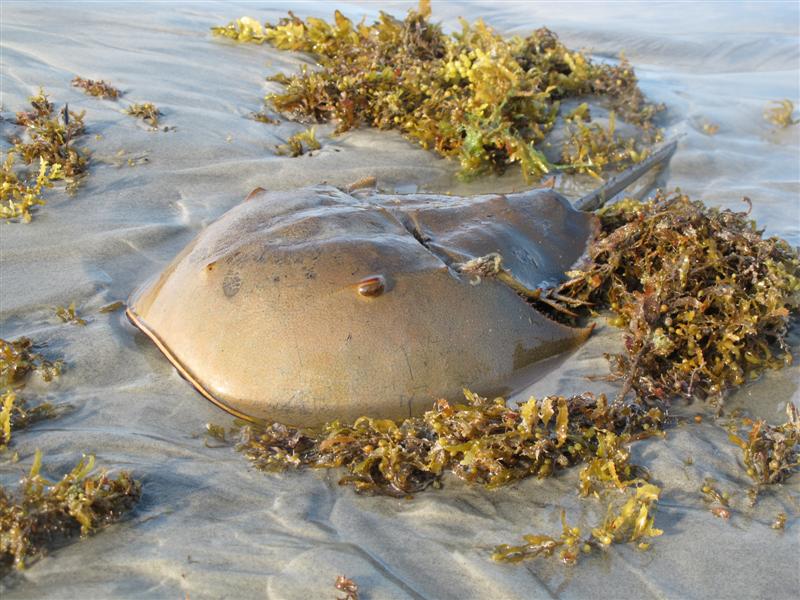 IMG_6666 -Medium.jpg