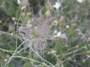 IMG_7835.JPG