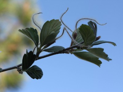 New Mexico - August 2009